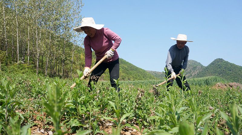 曹啟發(fā)老師（右）和妻子在周末為蒼術(shù)鋤草.jpg.jpg