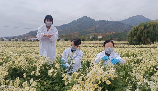 檢測技術人員在菊花基地取樣_副本.jpg